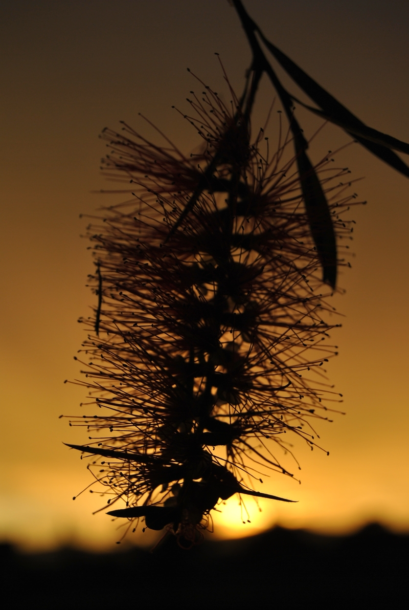 Transition….when light succumbs to the pressures of the night....#1