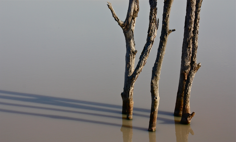 still stilted shadows