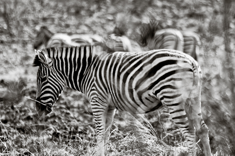 Z for Zebra