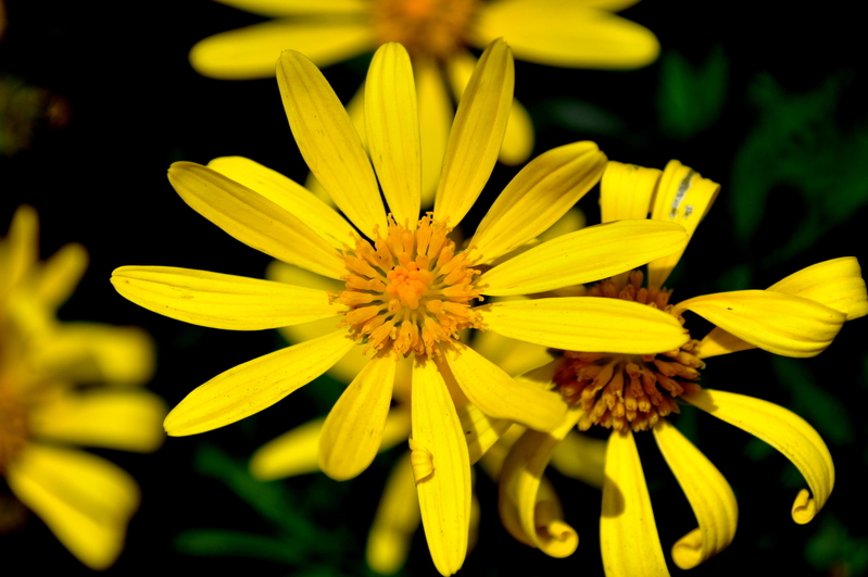 A bit of sunshine........