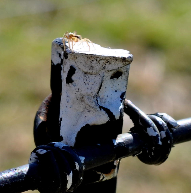 1st Attempt: Spider shot