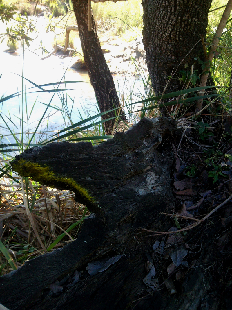 Dead Wood / New Life