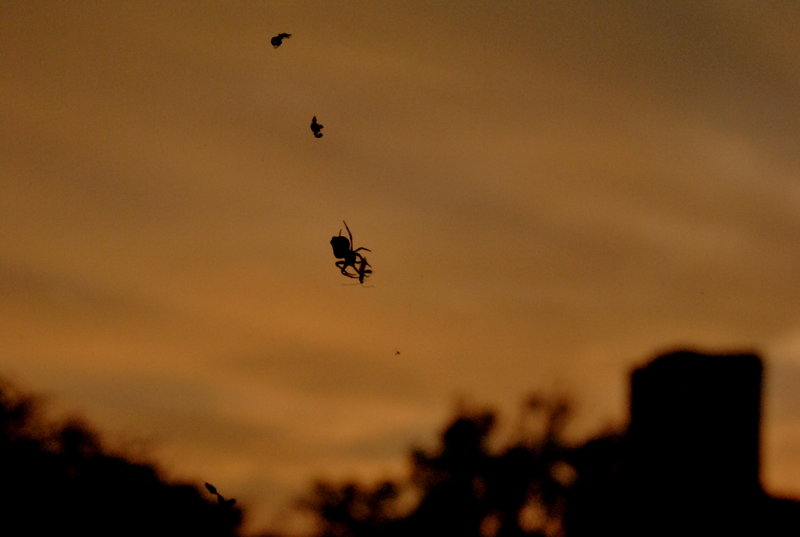 Deception.........caught in the web...!