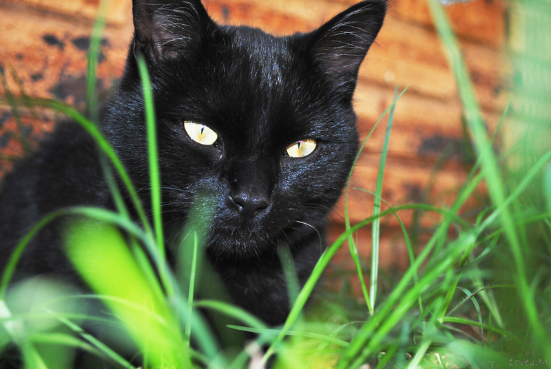 Black superstitions...