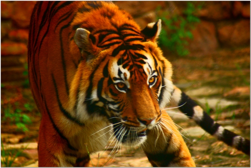 What immortal hand or eye...