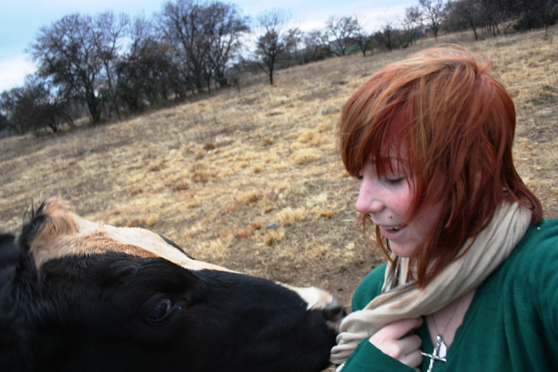 The cow who loved me