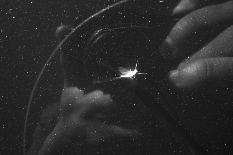 Looking at all things pretty