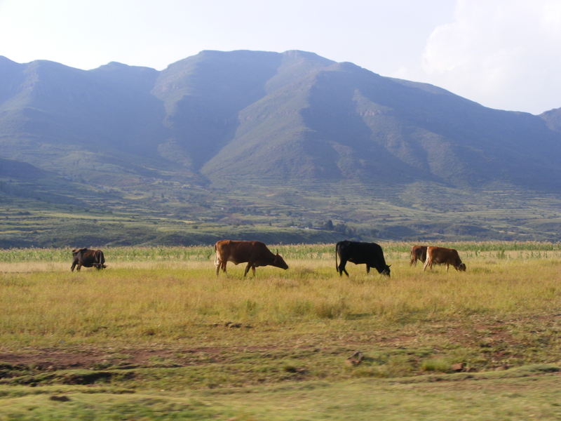 TravellingMan | Malelealea Roadtrip [12]