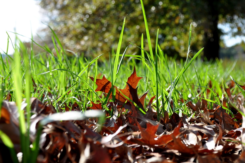 I was once as green as you.....!