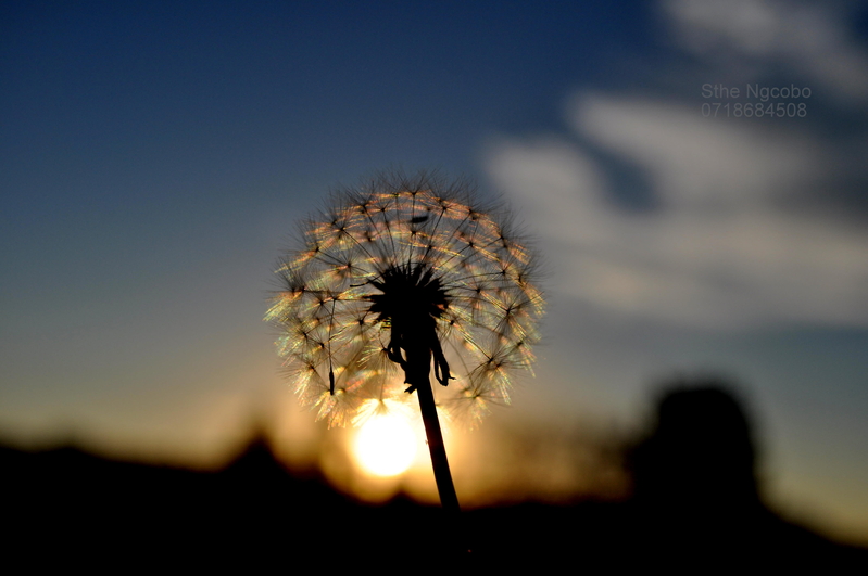 my dandelion.......
