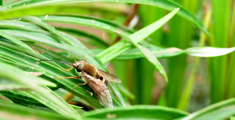 I'll bite you dead.....