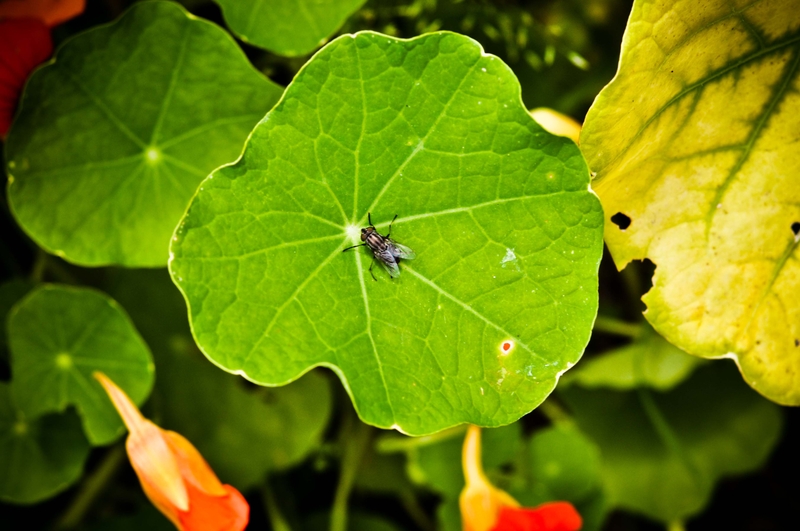 #Flower PostMore from