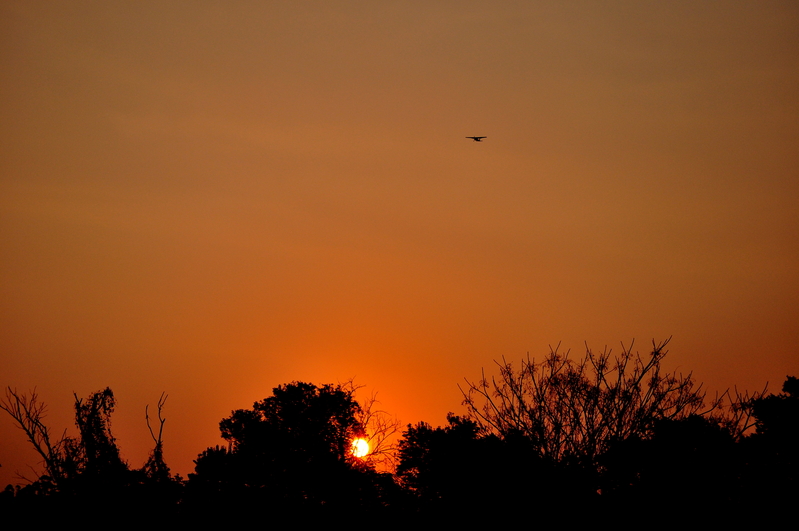 Look up....is it a bird.....?
