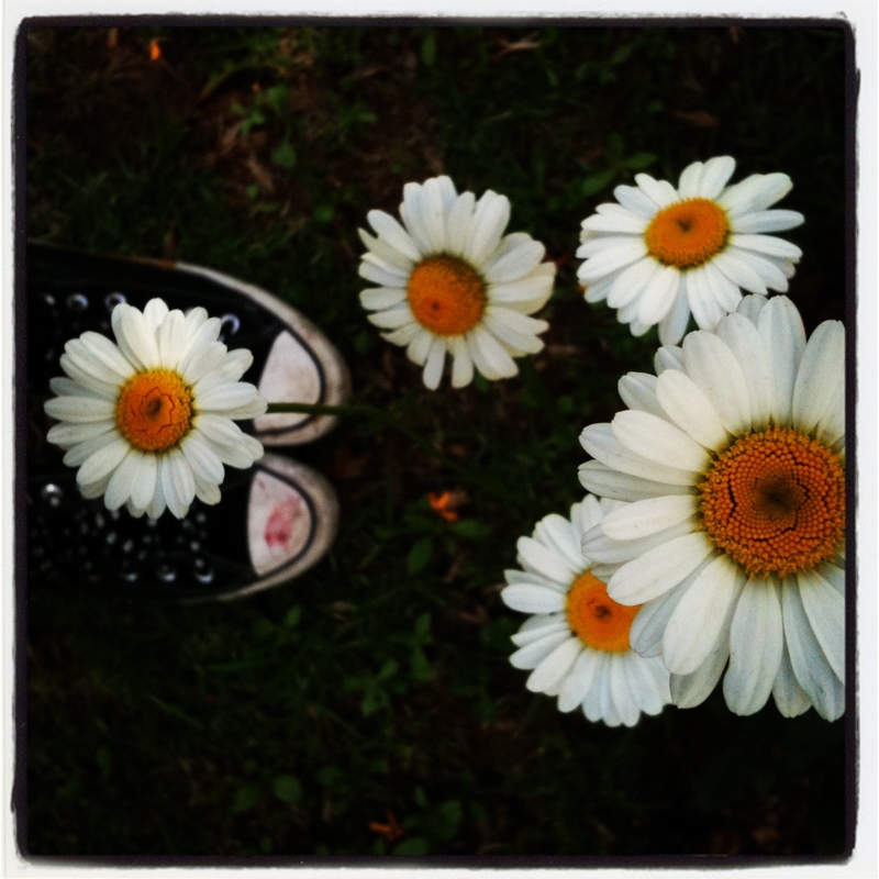 daisies