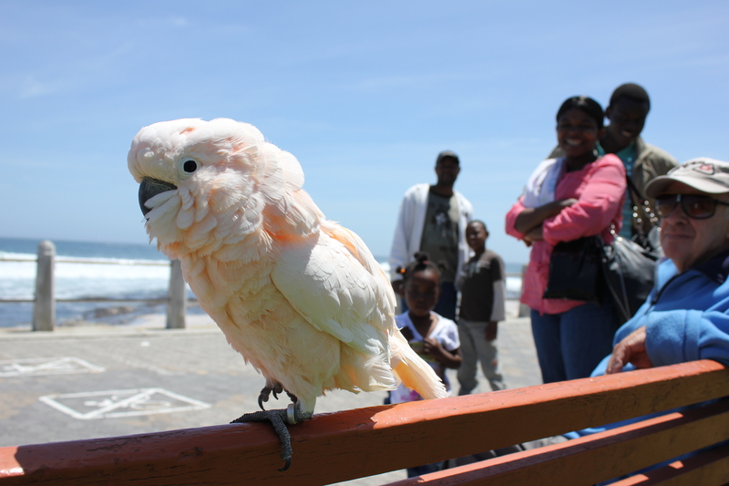 Baby, the cockatoo