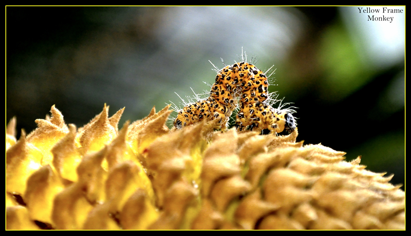 Munch ( Ubhubhu - caterpillar)