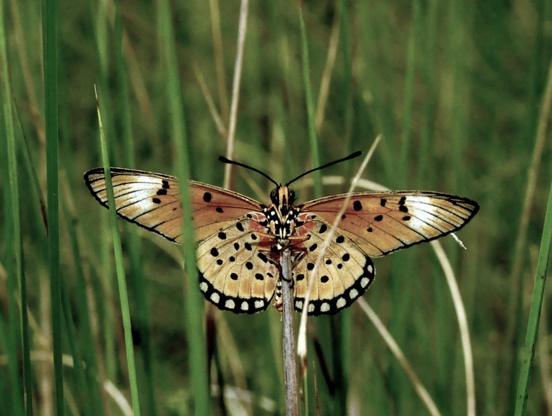 Uvimvamne (butterfly)