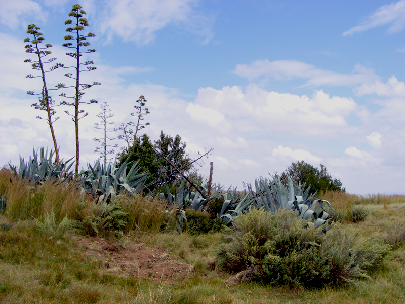 TravellingMan | Thaba-Bosiu [11]