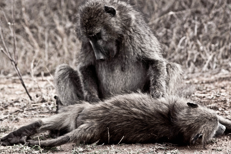 Life Overlooking Death