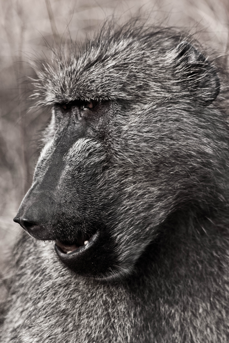 Baboon Going Ape Sh!t