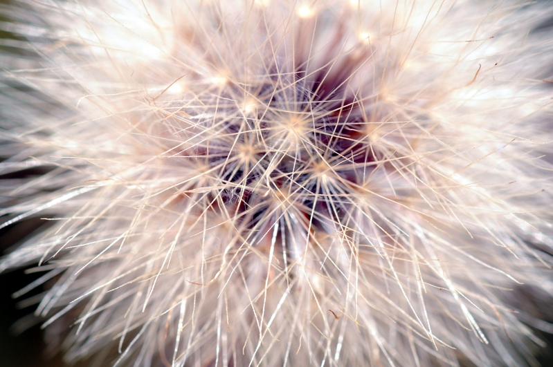 dandelion