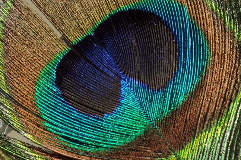 peacock feather