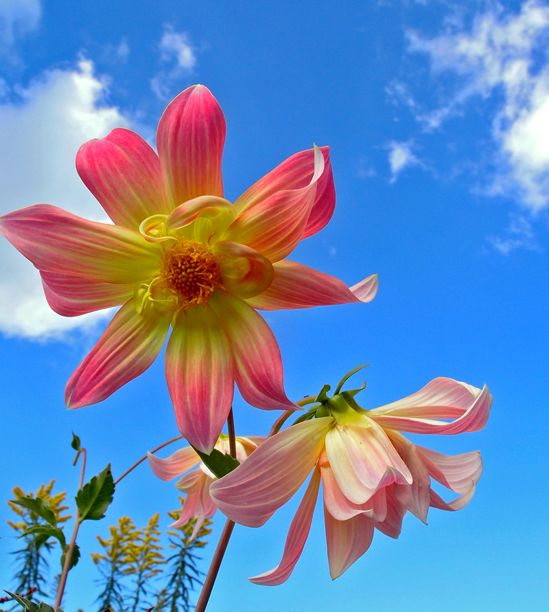 I wish a beautiful sunday for everyone. Keep in peace.