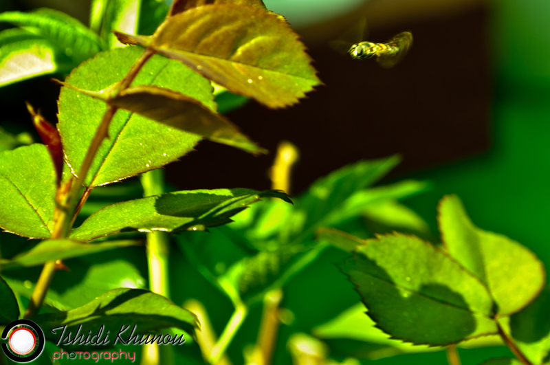 That world beyond our usual scope!  Nature! The insect world!