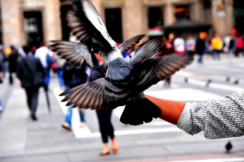 No scrubs/Just pigeons