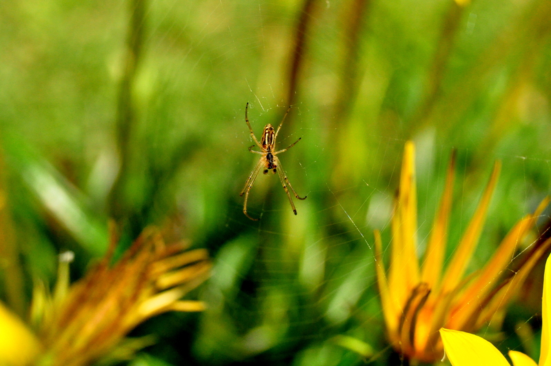 (Spider - isicabucabu)