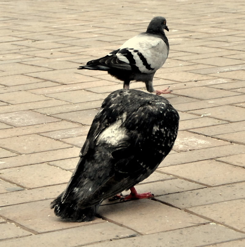 The headless following the side eyed!