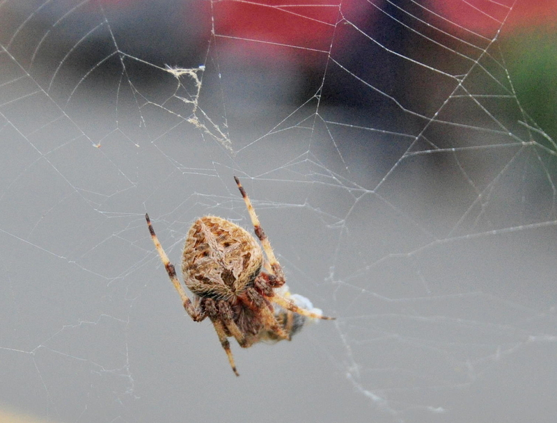 my love for bugs&macro shots.....