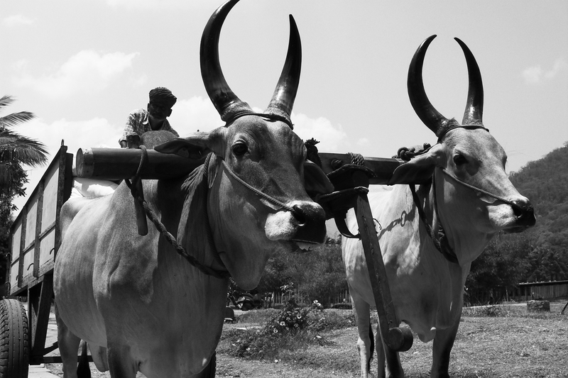 Oh You Precious cows, the Kings of India.