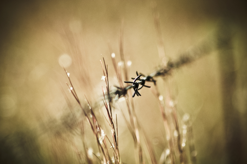 Familiar sights#.....metal thorns