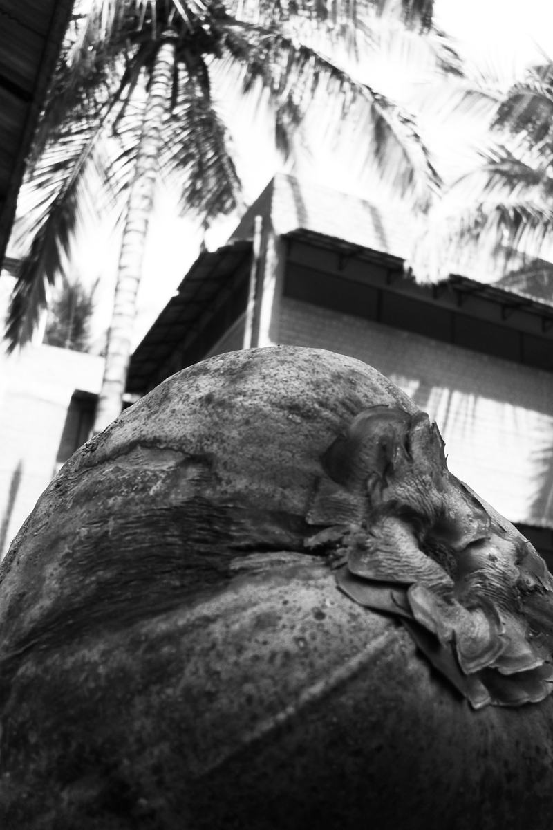 Coconuts make me nutty