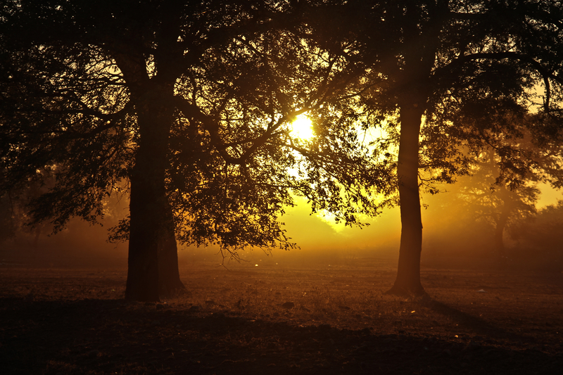 Fambani kahle Hahani