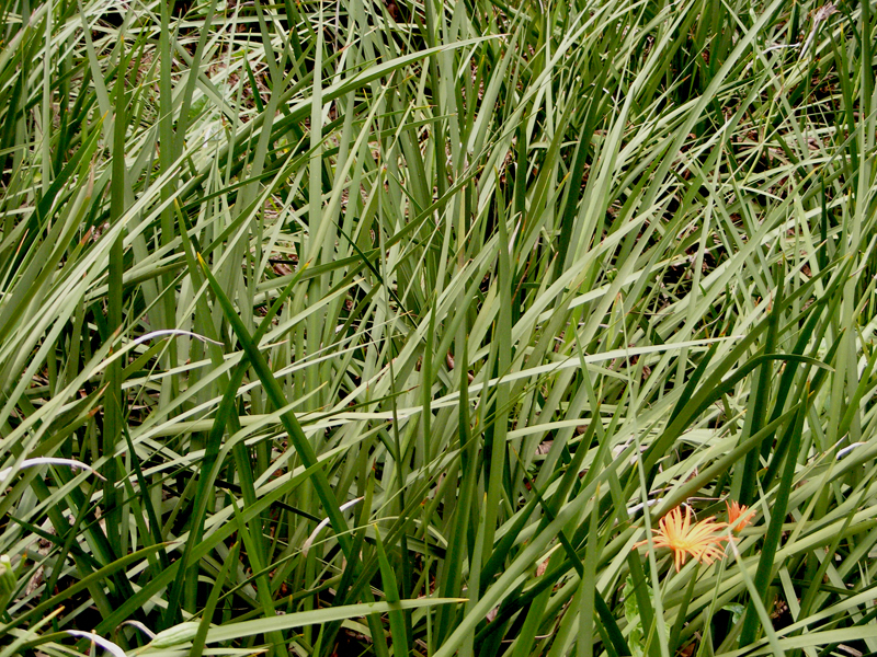 TravellingMan | Swaziland - Newness