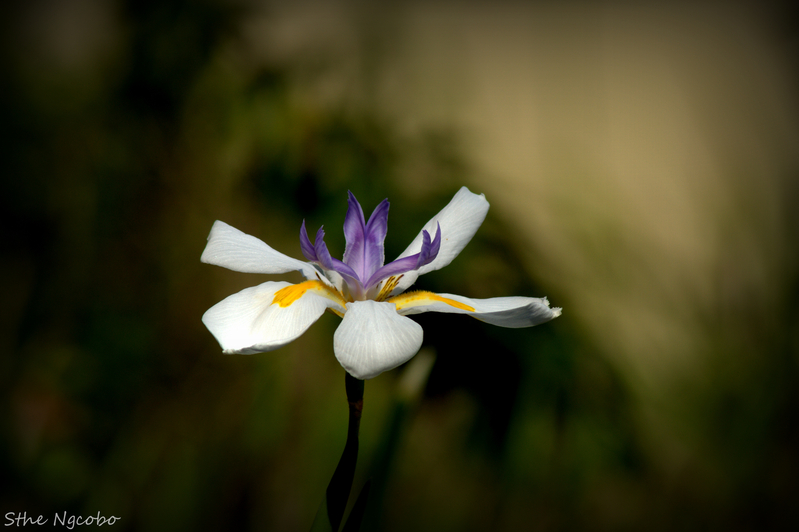 Rain Flower - Rain Iris