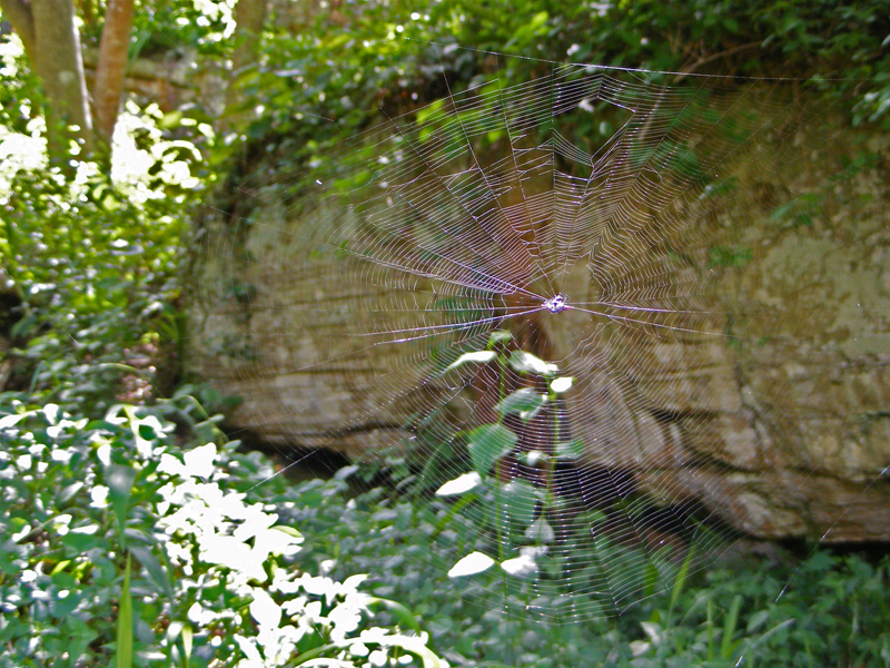 TravellingMan | Swaziland -- Webbed