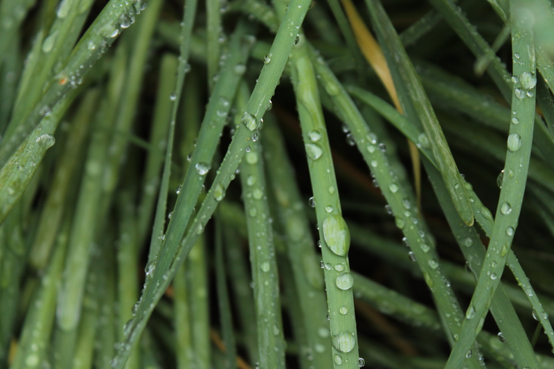 After the rain