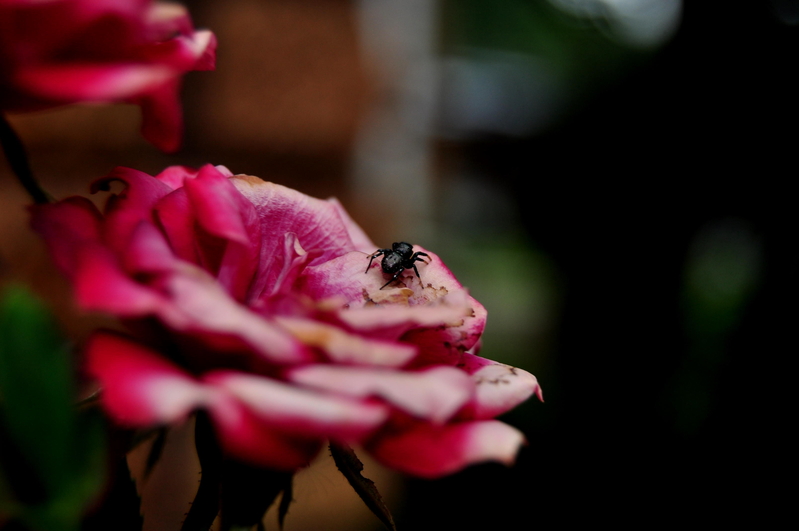 Isinambuzane - a bug (jumping spider to be precise)