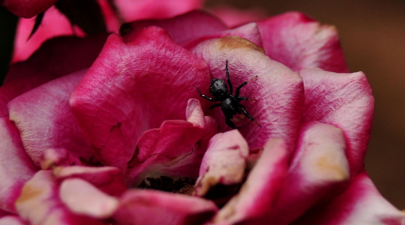 Isicabucabu - Jumping Spider