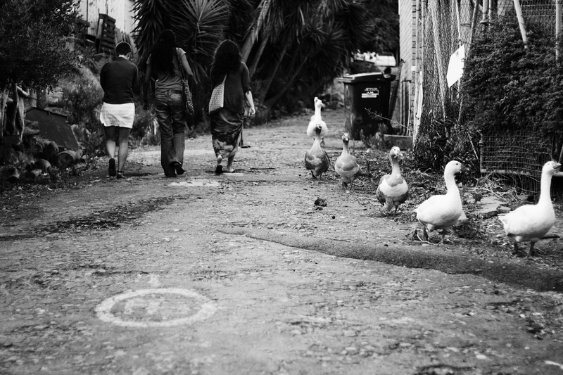 Women who enter, exit as geese...