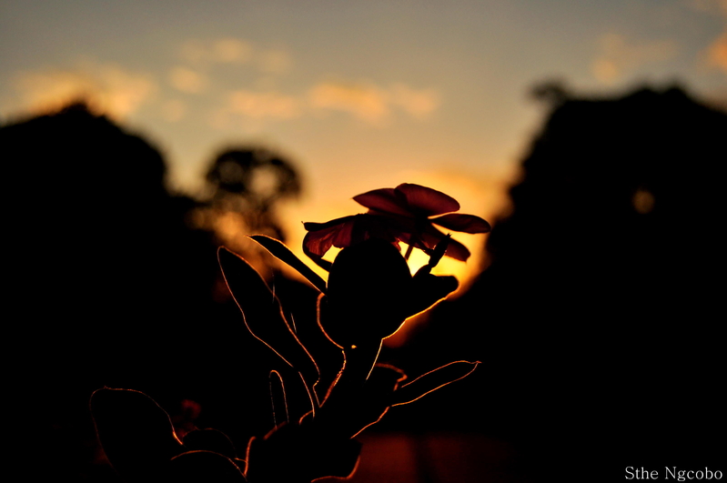 when the sunsets........beauty lurks in the shadows