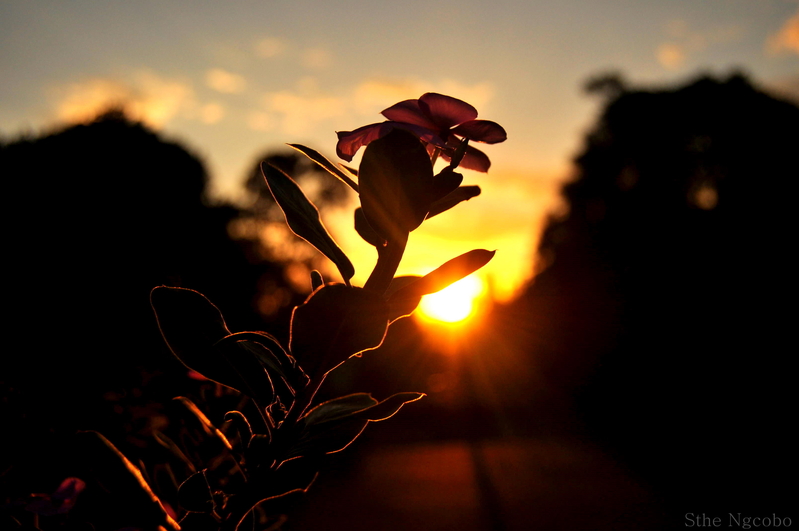 When the sun sets.....a kiss goodbye