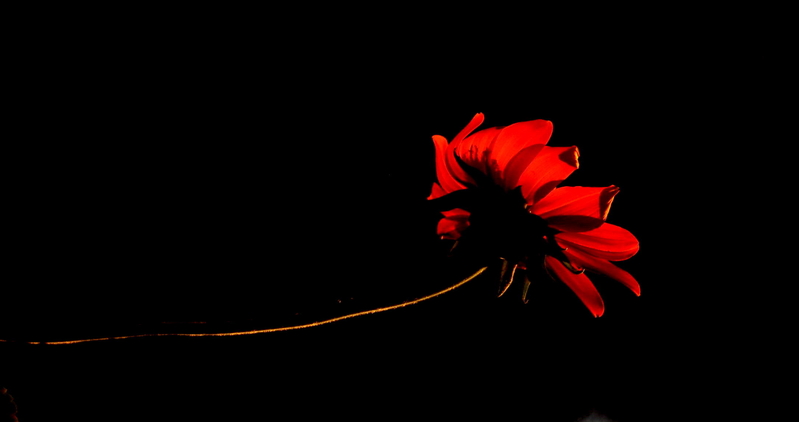Red petals