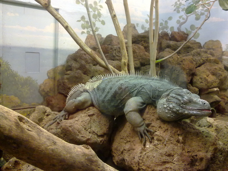 The blue iguana