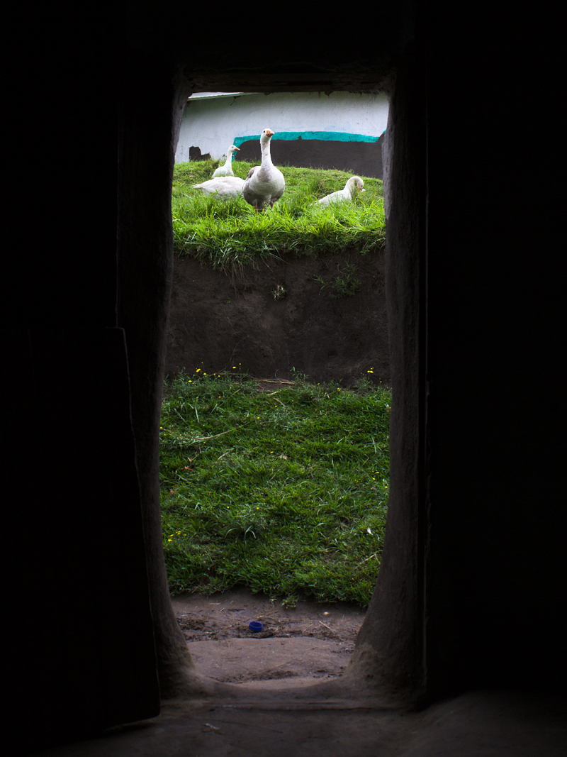 4(Alleged) geese 1 hut