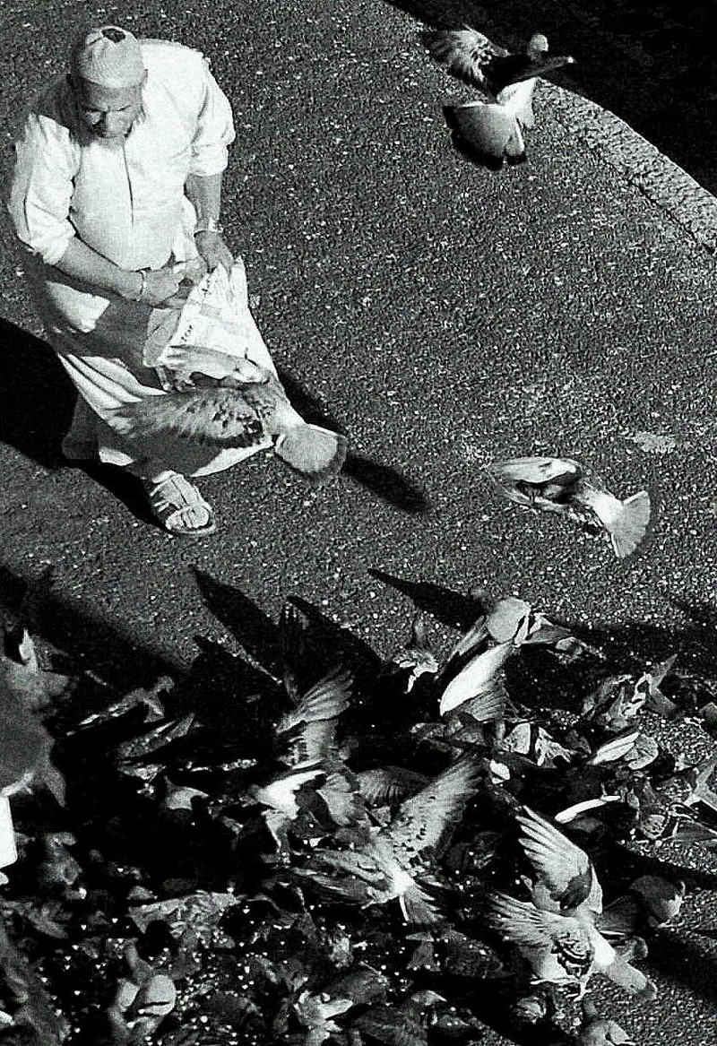 wax wings, high hopes, long fall*