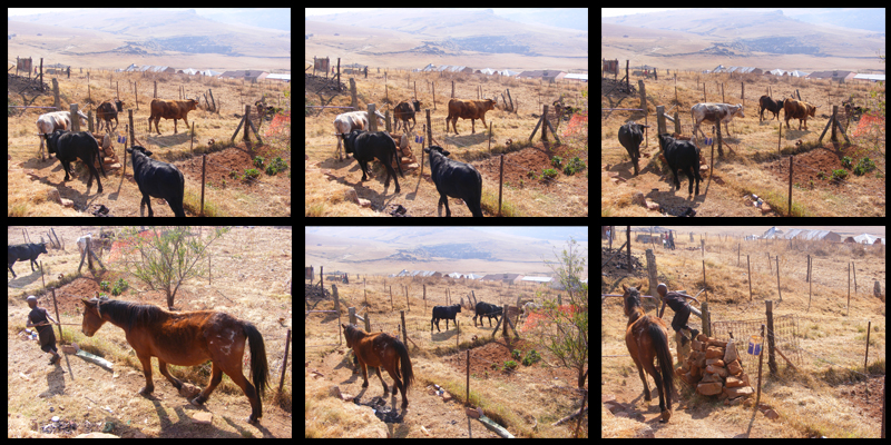 TravellingMan | Taung [10] - Moalusi